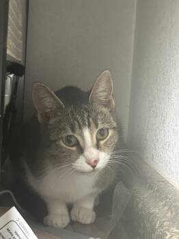 Rescue Domestic Short Hair Cats for Adoption in Lockhart, Texas - Serenity | PetCurious