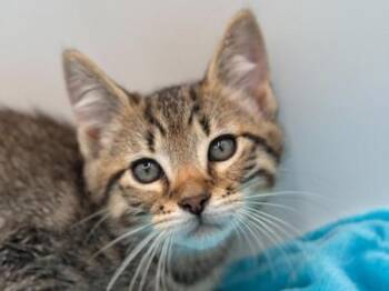Dipper -  Domestic Short Hair Cat for Adoption in Portland, Oregon - Dipper | PetCurious