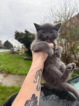 Misty -  Domestic Short Hair Cat for Adoption in Oak Park, Michigan - Misty | PetCurious