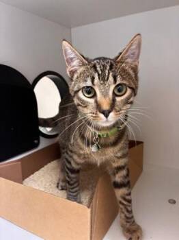 Domestic Short Hair Cats Available for Adoption in West Chester, Pennsylvania - Darla | PetCurious