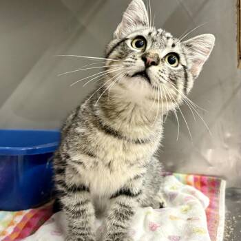 Badger -  Domestic Short Hair Cat for Adoption in Salt Lake City, Utah - Badger | PetCurious