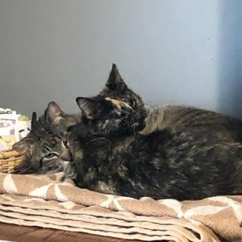 Rescue Domestic Medium Hair Cats for Adoption in Plymouth, Minnesota - Kirby & Katie (Bonded Pair) | PetCurious