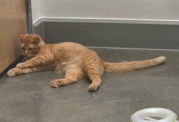 Archie -  Domestic Short Hair Cat for Adoption in Pocatello, Idaho - Archie | PetCurious