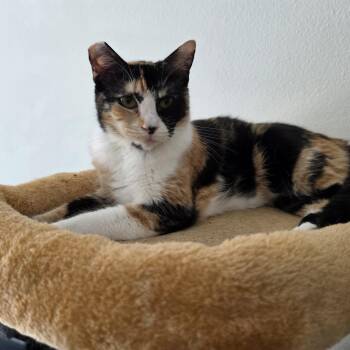 Dior -  Domestic Short Hair Cat for Adoption in Hemet, California - Dior | PetCurious