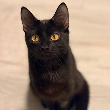 Domestic Short Hair Cats Available for Adoption - Jessica | PetCurious