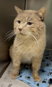 Siamese and Domestic Short Hair Cats Available for Adoption - TOMMY | PetCurious