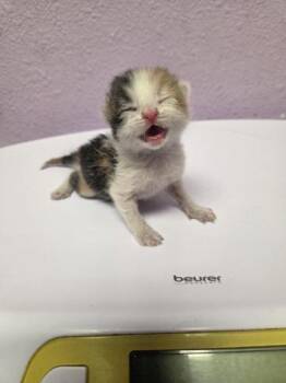 61748936 -  Domestic Short Hair Cat for Adoption in El Paso, Texas - 61748936 | PetCurious