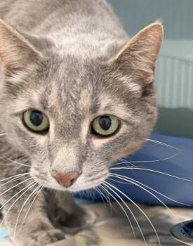 Don Julio -  Domestic Short Hair Cat for Adoption in Sault Ste. Marie, Michigan - Don Julio | PetCurious