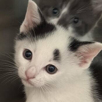 Peanut -  Domestic Short Hair Cat Available for Adoption in Clearwater, Florida - Peanut | PetCurious