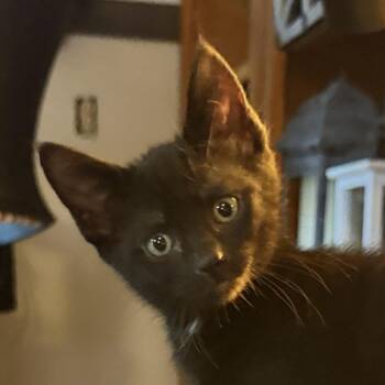 Tansy -  Domestic Short Hair Cat for Adoption in Belfair, Washington - Tansy | PetCurious