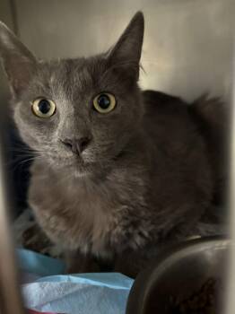 Russian Blue Cats Available for Adoption - Mr. Gray ( BC) | PetCurious