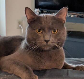 Domestic Short Hair Cats Available for Adoption - Ned | PetCurious