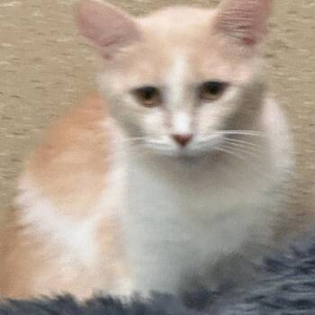 Shylo -  Domestic Short Hair Cat for Adoption in Pekin, Illinois - Shylo | PetCurious