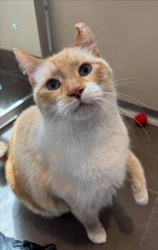 Sticks -  Domestic Short Hair Cat for Adoption in Bellevue, Washington - Sticks | PetCurious