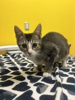 Emery -  Domestic Short Hair Cat for Adoption in Raleigh, North Carolina - Emery | PetCurious