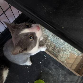 Asher -  Domestic Short Hair Cat for Adoption in West Plains, Missouri - Asher | PetCurious