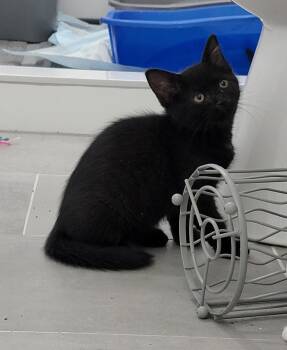Rescue Domestic Long Hair Cats for Adoption in Manchester, Connecticut - Dr Pepper | PetCurious