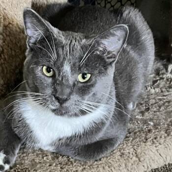 Domestic Short Hair Cats Available for Adoption in Los Angeles, California - Slater | PetCurious