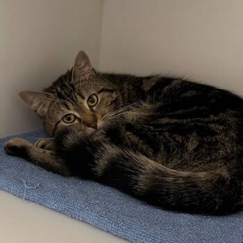 Nola -  Domestic Medium Hair Cat for Adoption in New York, New York - Nola | PetCurious