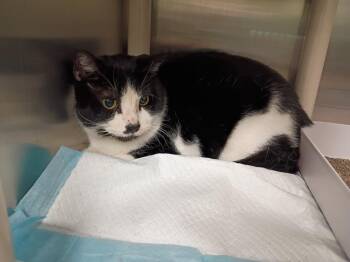 Domestic Short Hair Cats Available for Adoption in La Porte, Indiana - Puffball | PetCurious