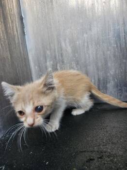 Domestic Short Hair Cats Available for Adoption in San Antonio, Texas - DANNY | PetCurious