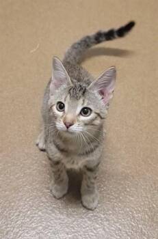 ANGEL -  Domestic Short Hair Cat for Adoption in St. Peters, Missouri - ANGEL | PetCurious