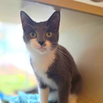 Coke Zero -  Domestic Short Hair Cat for Adoption in Gloucester, Virginia - Coke Zero | PetCurious