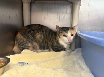 Pixie -  Domestic Short Hair Cat for Adoption in Bowling Green, Ohio - Pixie | PetCurious