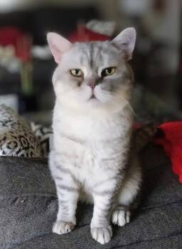 Baxter (grey collar) -  Domestic Short Hair and British Shorthair Cat for Adoption - Baxter (grey Collar) | PetCurious