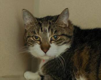 KUMA -  Domestic Short Hair Cat for Adoption in Loveland, Colorado - KUMA | PetCurious
