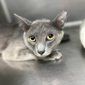 Levi -  Domestic Short Hair Cat for Adoption in Casa Grande, Arizona - Levi | PetCurious