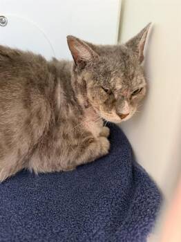 NEMO -  Domestic Short Hair Cat for Adoption in Ontario, California - NEMO | PetCurious