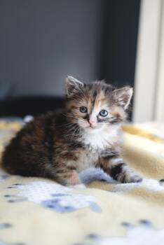 Domestic Medium Hair Cats Available for Adoption in Fruit Heights, Utah - Taylor | PetCurious