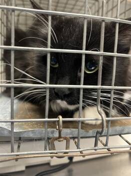 MIMI -  Domestic Short Hair Cat for Adoption in Las Vegas, Nevada - MIMI | PetCurious