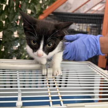 Rescue Domestic Short Hair Cats for Adoption in Long Beach, California - Pepper | PetCurious