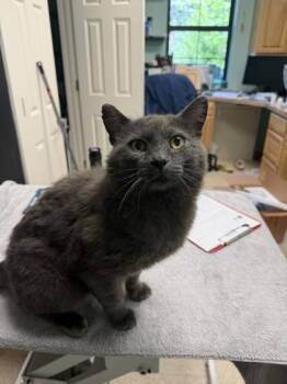 Rossi -  Domestic Short Hair Cat for Adoption in Harbor Springs, Michigan - Rossi | PetCurious
