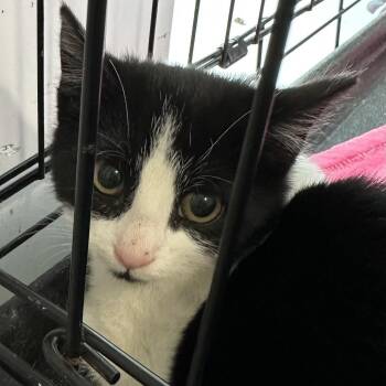 Rescue American Shorthair Cats for Adoption in Bethel, Connecticut - Breezy | PetCurious