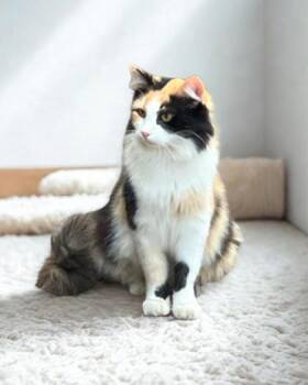 Rescue Domestic Long Hair Cats for Adoption in Warr Acres, Oklahoma - Cali | PetCurious