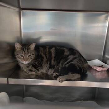 Domestic Short Hair Cats Available for Adoption in Richmond, Virginia - Carnation | PetCurious