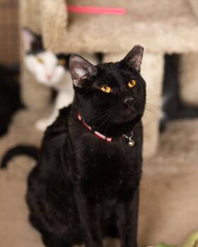 Peppercorn -  Domestic Short Hair Cat for Adoption in Marana, Arizona - Peppercorn | PetCurious