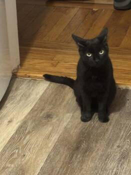 Fork -  Domestic Short Hair Cat for Adoption - Fork | PetCurious