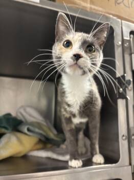 Calico Cats Available for Adoption in Vallejo, California - Harmony ( BC) | PetCurious