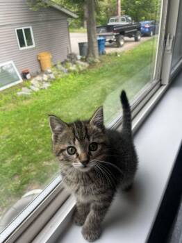 Domestic Short Hair Cats Available for Adoption in Ferndale, Michigan - Harper | PetCurious