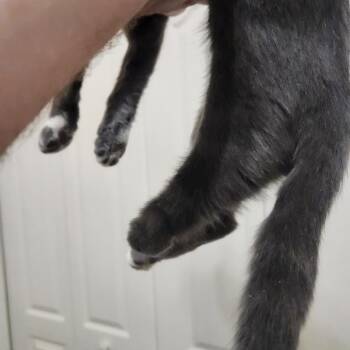 Baby Spice -  Domestic Short Hair Cat for Adoption in Gainesville, Florida - Baby Spice | PetCurious