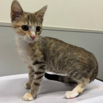 Betsy -  Domestic Short Hair Cat for Adoption in Tampa, Florida - Betsy | PetCurious