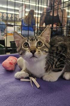 Tabasco -  Domestic Short Hair Cat for Adoption in Antioch, California - Tabasco | PetCurious