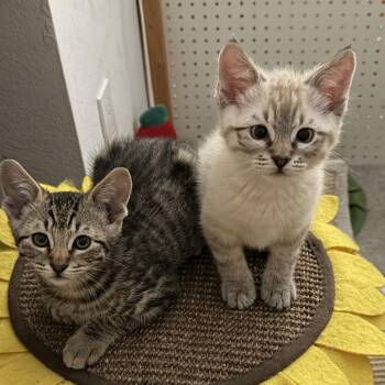 Thor -  Domestic Short Hair and Siamese Cat for Adoption in Pleasanton, California - Thor | PetCurious