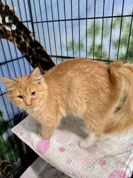 Tabby Cats Available for Adoption in Scottsburg, Indiana - Jolene | PetCurious