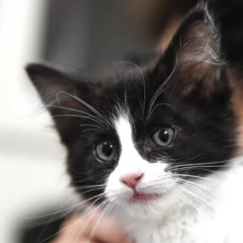 Domestic Medium Hair Cats Available for Adoption in Redwood City, California - Tully (red Collar) | PetCurious