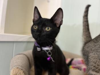 Jiji -  Domestic Short Hair Cat for Adoption in Sunrise, Florida - Jiji | PetCurious
